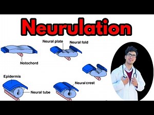 Neurulation|Neurulation class 12|Neurulation in hindi/urdu|Neural crest cells derivatives Nural tube