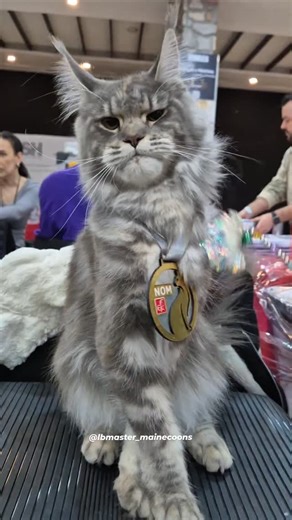 Nossa menina linda L.B. Master Kiara foi nominada pra final do American Winner México 2026 🎉🥳🇧🇷🇲🇽🎊🥂 Our beautiful girl L.B. Master Kiara has been nominated for the final of the American Winner Mexico 2026 🎉🥳🇧🇷🇲🇽🎊🥂 Somos especializados na raça maine coon há 23a. Nos sigam para conhecer nosso trabalho com essa raça maravilhosa! @lbmaster_mainecoons Para informações whats 11 9 9918 3438 We breed maine coons since 2002. Follow us to know our cats ♥️ @lbmaster_mainecoons Cel Phone 55 