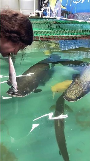 The Arapaima is the Second Largest Freshwater fish in the world 😮 they mainly live in the Amazon