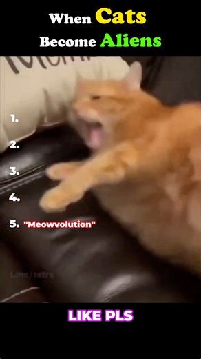 Cats Aliens Very Funny #cats #funnyvideo #funny #cat #catvideos