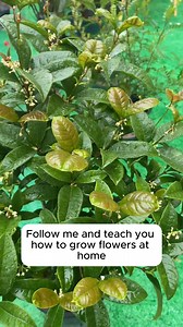 69K views · 504 reactions | Helps the soil stay loose and fertile #garden #gardening #plants #planting #planthacks #gardenhacks #gardeningmakemehappy #gardeningtips #gardeningideas #gardeninspiration #gardenlove | Home Gardening | Facebook