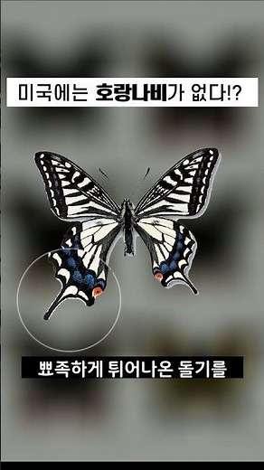 There are no swallowtail butterflies in the US!? How on earth did the swallowtail butterfly get i...