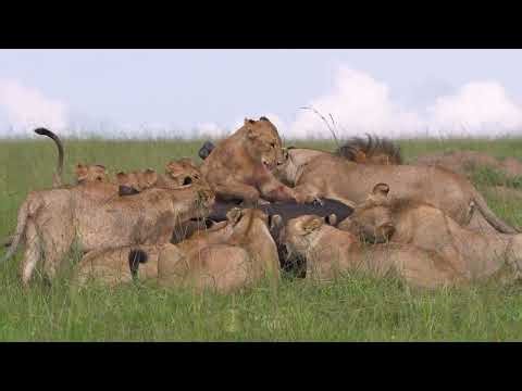 Masai Mara 🦁🔥 | The Grand Kill – Lions Take Down a Buffalo