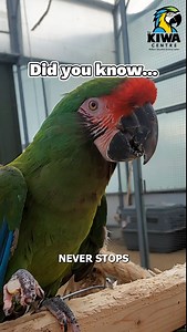 Did you know a parrot’s beak never stops growing? In the wild, parrots keep their beaks trim and healthy by chewing on natural materials. A beak is a multitool they rely on for eating, preening, climbing, exploring, and even communicating. For parrots in our homes, it’s vital to offer safe, chewable materials to prevent overgrowth and keep their beaks strong and healthy. Chewing isn’t just fun enrichment and it’s essential for their wellbeing. 💡 Want more parrot care tips? Visit the Parrot Care