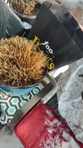 The master blaster disaster dog 😒😀😂😂 Hawk the pomsky 🥰🤙✌️❤️