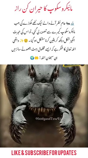 Microscope Reveals an Insect Like Never Before! 🔬🐜 #Microscope#Insect #Nature #Science #Amazing#2026