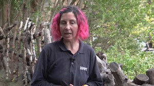 BIOPARC Valencia comparte la elección del nombre de la nueva cría de chimpancé 🐒❤️ El parque de conservación de animales pone en marcha una votación popular para escoger cómo se llamará el chimpancé recién nacido e invita a participar a todas las personas comprometidas con el bienestar animal. Este importante nacimiento se produce dentro del programa internacional para garantizar la supervivencia de esta especie en peligro crítico de extinción. Por las dificultades de la madre en la crianza, el