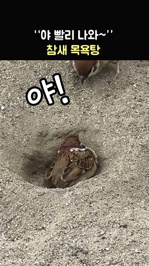 "야 빨리 나와~!" 참새 목욕탕 A sparrow taking a sand bath 모래목욕하는 참새
