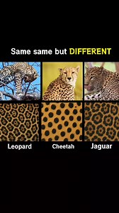 Same same but Different.. #comparison #Panthers #catfamily #Rossetta #jaguarskinpattern #leopardpride #cheetah #jaguar #animalfacts #biology | World's Amazing Factz