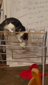 137K views · 932 reactions | Getting your work outfit ready for Monday like...  (Via - Alice G.) | The Pet Collective | Facebook