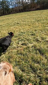 5.7K views · 271 reactions | All these ropes are 15% off all weekend long! Happy Thanksgiving! 旅 #ranchroping #ranchlife | 3:10 Ranch Life | Facebook