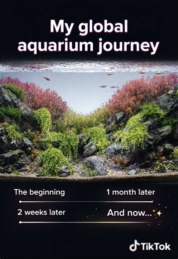 The evolution of my world aquarium#foryoupage #aquarium #evolution #passion #nature