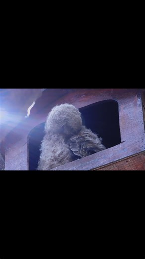 Owlet preening individual feathers Feather development