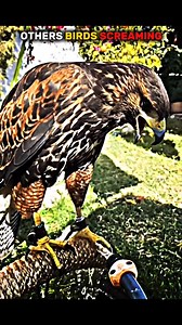 1.9K views · 54 reactions | Birds Screaming.﫵礪 #reelsvideoシ #reelsviralシ #nature | Stubborn Gaming | Facebook