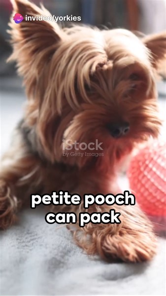 2.9K views · 122 reactions | Barking Blues: The Yorkie Symphony #yorkies #yorkshireterrier #yorkielovers #yorkiesofinstagram #yorkieloversworldwide | Yorkie Lovers | Facebook