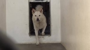 He is a beautiful boy with gentle, sweet energy but he has leaving on his mind and he is going to need some help. Please keep SHARING, a FOSTER or Adopter would save him. Thanks! #A4865805 I'm an approximately 1 year, 6 month old male german shepherd mix. I am already neutered. I have been at the Carson Animal Care Center since August 12, 2015. I will be available on August 25, 2015. You can visit me at my temporary home at C32 http://www.petharbor.com/pet.asp?uaid=LACO1.A4865805 Carson Shelter,