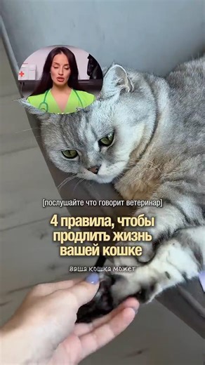 То самое масло лосося по совету ветеринара: #WW328476 (натуральное и безопасное)