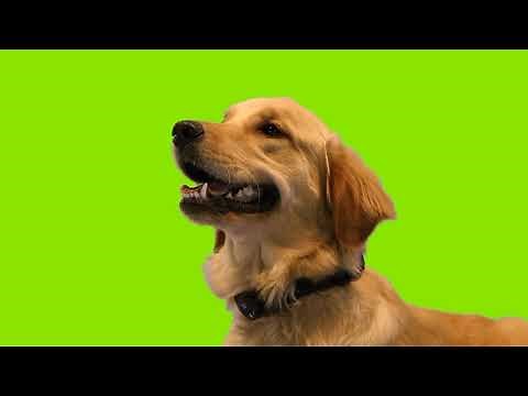 Premier Pet In-Ground Fence System Quick Overview