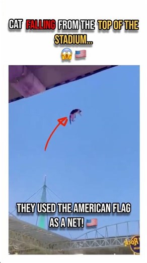Fans Save Falling Cat With American Flag at Miami Game! 🇺🇸❤️ #shorts