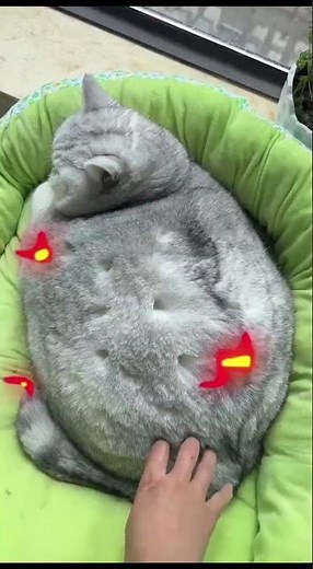 Top 5 fat cat moments 😺. #shorts