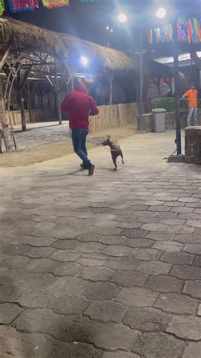 Como en la película jajajaj #choloscuincle #coco @miguel | Felipe Rodriguez