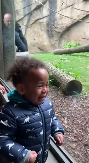 Baby Cries in Front of Gorilla… Watch His Reaction 😳🦍 #funny #animallife #zoo #gorilla