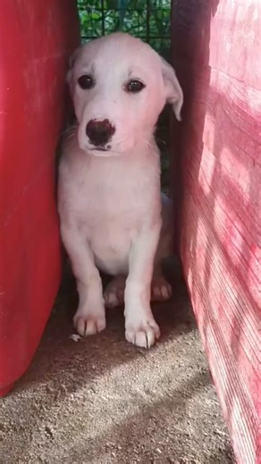 202K views · 10K reactions | Frosinone Pepe è un dolcissimo cucciolo...