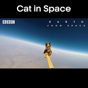Just a kitty exploring the universe. 😸 #EarthFromSpace | BBC Earth