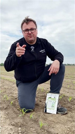 Jeden zabieg, duży potencjał | Eqibre w kukurydzy