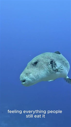 🐡 This Fish Carries Enough Poison To Kill 30 People 😨