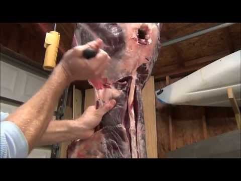 How to remove and cut a deers backstrap /Butchering 101