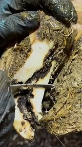 1.5M views · 18K reactions | HUGE OPEN CRACK in a cow's hoof! #hoofgp #hoofcare #hooftrimming #incredible #satisfying | The Hoof GP | Facebook