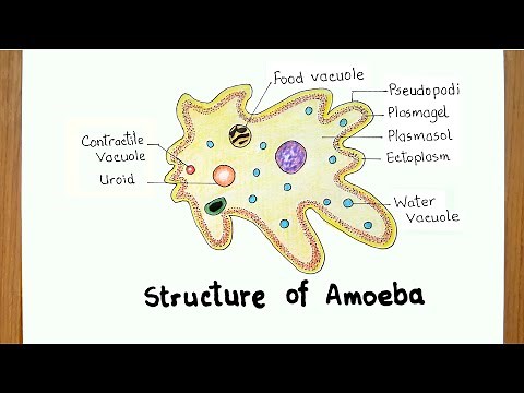 How to Draw Amoeba Diagram Step by Step | Easy Way Drawing Amoeba | Amoeba Drawing Easy Step by Step