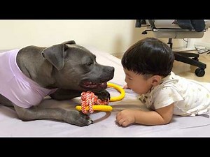 Pit bull's reaction after being hit by baby is shocking