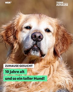 274K views · 3.9K reactions |  Golden Retriever = goldenes Herz =...