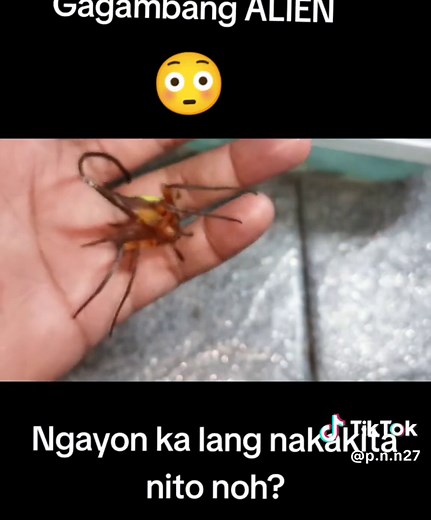 Incredible Leaf Mimicking Alien Spider Encounter