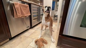 Good Friday Morning 1/30/26!! OMD!! MY mouth must be feeling better because last night I started playing with MY toys again!! I shook Abbey’s doggy so hard that it hit MY Dad in the head and knocked off his glasses!! Yesterday MY Mom gave ME a red light treatment, a PEMF mat treatment and a laser treatment!! Everyone have a GREAT Friday!! | Brewster