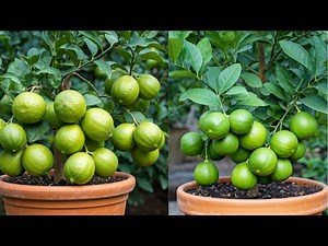 Lemon Tree Propagation: How to Grow New Trees from Cuttings