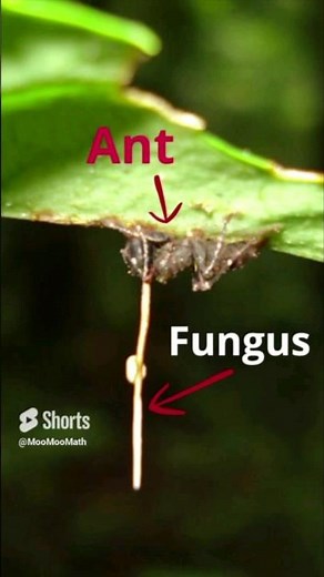 The story of the Zombie Ant Fungus #shorts