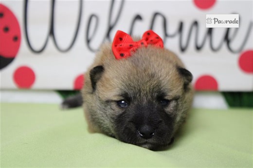 Monica - Shiba Inu Puppy AB38FA