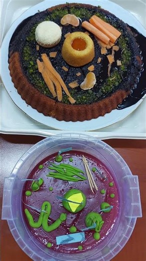 Hücre modelleri Fen Bilimleri 5.sınıf #fenbilimleri #maarifmodeli #hücre #model #etkinlik