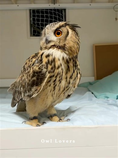 67K views · 5.1K reactions | So cute owl黎 #owl | Owl Lovers | Facebook