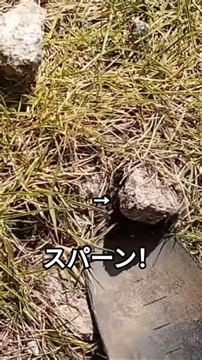 【ASMR】スパーン!!鋭利な三角形の石が出た。庭の角栓取り。#024