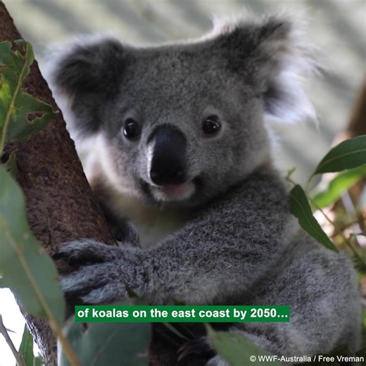 14K views · 779 reactions | Tree by tree, we’re bringing koalas...