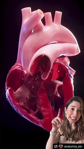 Cardiac cycle!