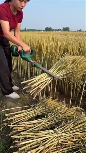 Next Level Wheat Harvesting with Power Shears 🌾️