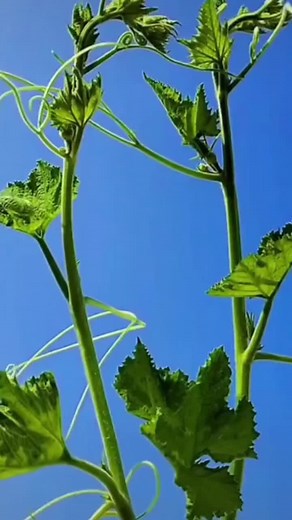 Nature's Beauty: Close-Up Shots of Vibrant Plants and Flowers
