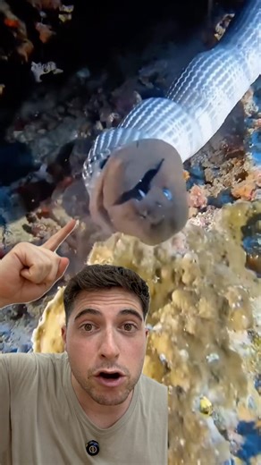 Snake eats a moray eel 😱 #beach #ocean #animals #nature #fish #fishing