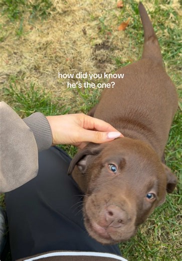 How did you pick your puppy? When you know you know 🥹 | chocolate lab