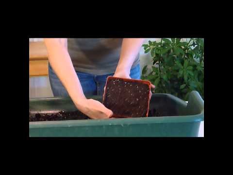 How To Plant Colocasia